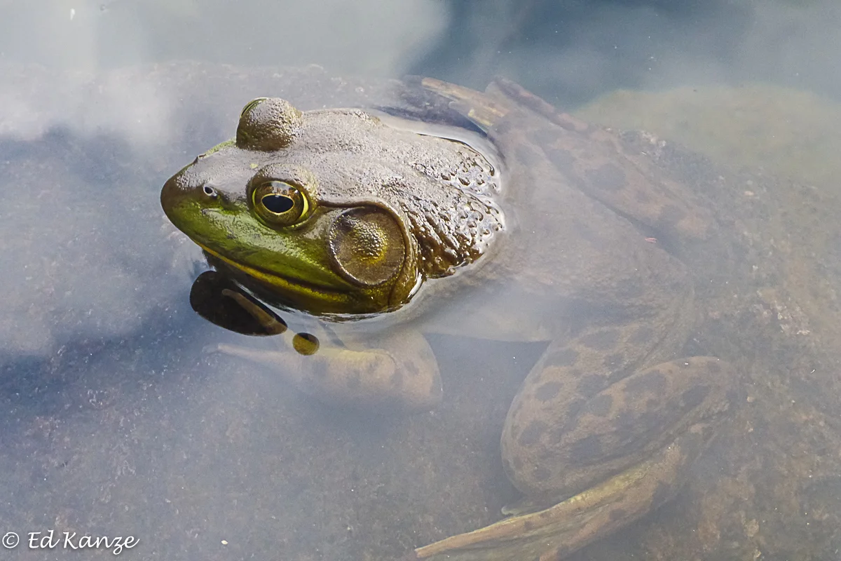Three Frogs Green — Ed Kanze, Naturalist and Adirondack Guide